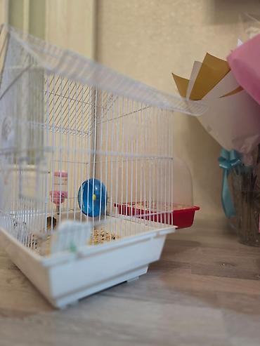 qaz balasl: Ağ rəngli xırda hamster üçün tam dəst qəfəs. HƏR ŞEY ÜSTÜNDƏ VERİLİR — 7