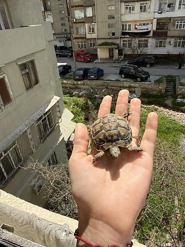Akvarium daşları: Quru tısbağa balaları – evdə saxlanmağa uyğun — 2