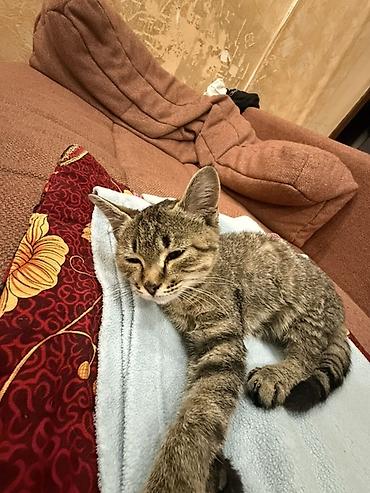 ph down: Кошка даром: Беспородная, 5 месяцев, Девочка, Приучена к лотку — 1
