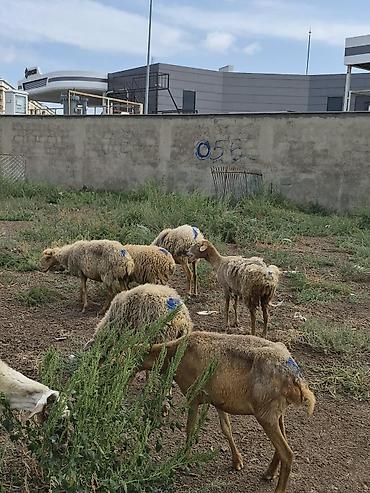 Бараны, овцы: 8 Qoyun sürüsü Təsvir: - Şəkillərdə görüldüyü kimi müxtəlif yaş və — 4