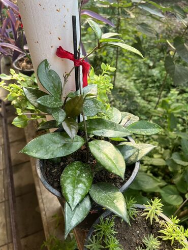 Otaq bitkiləri: Her nov guler var endirimnen verecem Gencedi istiyen yazsin satiş -da lalafo.az — 4 Otaq bitkiləri: Her nov guler var endirimnen verecem Gencedi istiyen yazsin satiş — 4