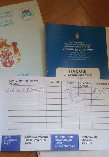 Psi: ﻿Pomeranac spreman za parenje.   Šampionskog porekla, sa svim papirima — 9