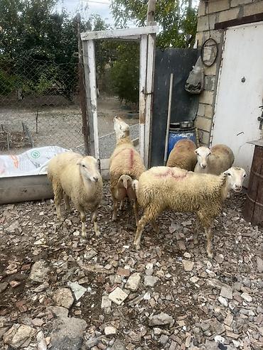 Beyləqan cinsi Damazlıg 4 disi 1 erkət toglu ünvan musviqabad qəsəbəsi