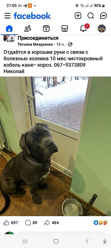 İtlər: 4 ay — 10