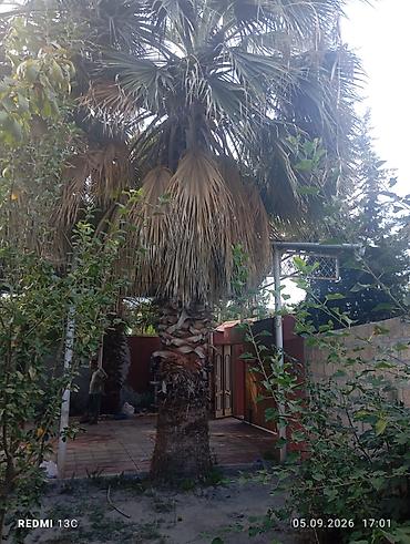 polad boru qiymətləri: 🌴 CANLI PALMA AĞACLARI SATILIR 📍 Yerləşmə: Ağdaş rayonu Həyət, bağ — 1