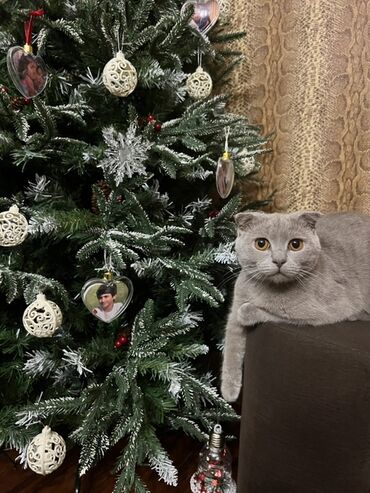 Pişiklər: Şotland, Cütləşmə üçün — 3