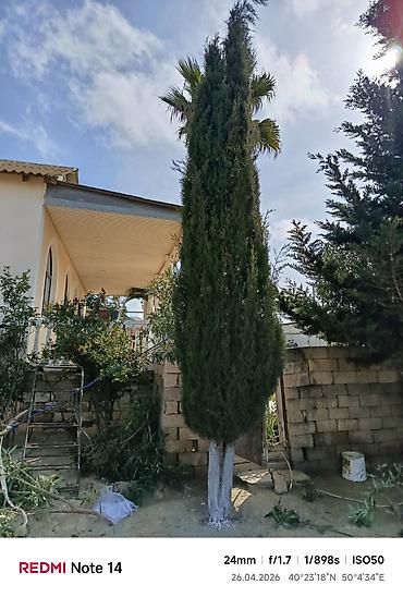 Ağaclar: Thuja (sütunvari) ağacı – landşaft üçün - Növ: iynəyarpaq, sütunvari — 1