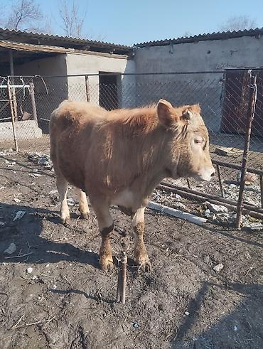 Коровы, быки: Продаю | Бык (самец) | Симментальская | На откорм — 7