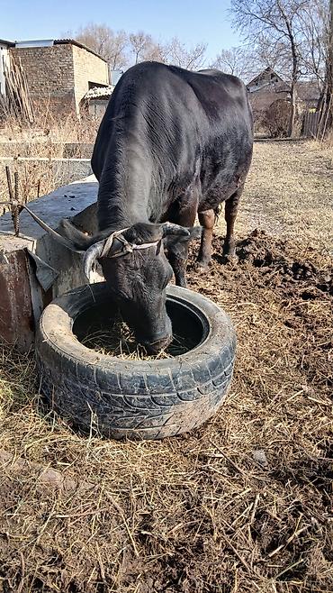 Коровы, быки: Продаю | Корова (самка) | Для разведения | Стельные — 2