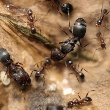 Другие животные: Pheidole yeensis. Матка: 7-8 мм, Рабочий: 2-4 мм, Солдат: до 6-7 мм