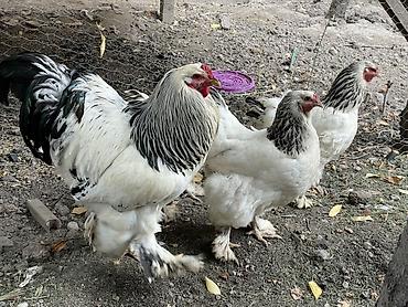 черный брама: Продаю | Инкубационные яйца | Брама | Для разведения — 1