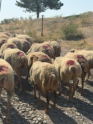 tap az goyercin satisi: 78 baş qoyun 1 qoç hamısı cavan boğaz heyvanlardır 1,2,3 qadındı — 4