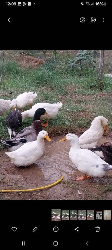 pinqivin ördek: Ördek 20azn qaz 1ededdi 40azn her biri 6aylıqdi unvan suraxani