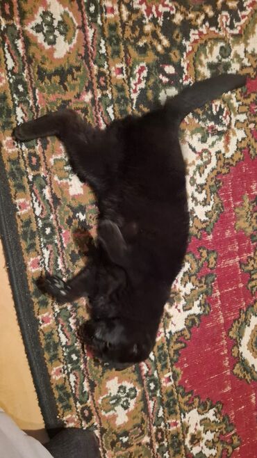 Pişiklər: Siam, Dişi, Yaxşı əllərə — 8