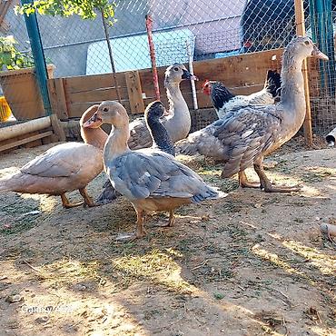 meinkun kedi fiyatları: 3 ədəd Lavanda 1 ədəd Fındığı 1 ədəd Macar cəmi 5 ədəd ördəydi 1 — 1