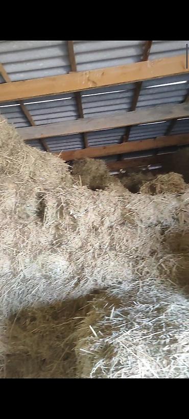 Корма для с/х животных: Сено в тюках

кастра с камышом 130 сом. 400-500 шт — 6