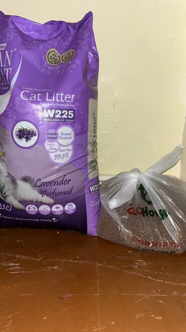 Pişiklər: Şotland uzun tüklü, Erkək, Yaxşı əllərə, Ünvandan götürmə — 8