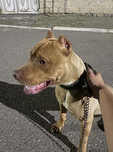 pitbul satanlar: Pitbul, 1 il, Erkək, Peyvəndli — 4