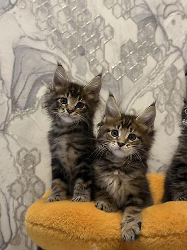 маленькая кошка: Породистые котята мейн-кун (окрас: коричневый тигровый табби). Крупный — 1