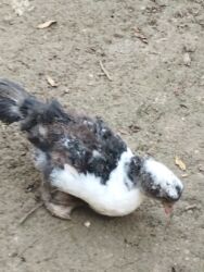 Digər quşlar: 8 ədəd lal ördək satılır.Unvan Biləsuvar .Qiymət 50 manat.2-3 aylıq — 6