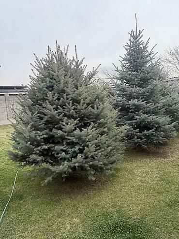 Ель: Продаю Ели голубые от 2-4 метров, колоновидные туи 4 метровые: густые — 45
