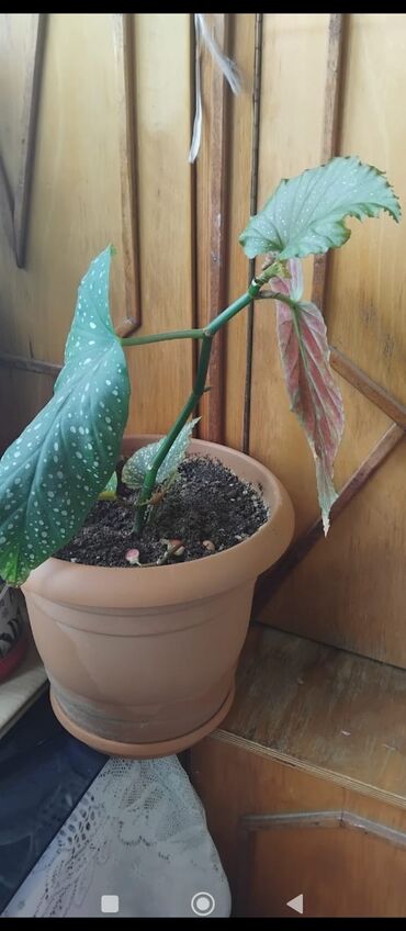 Otaq bitkiləri: Məhsul: Otaq gülləri (saksıda) Təsvir: - Şəkillərdə müxtəlif — 6