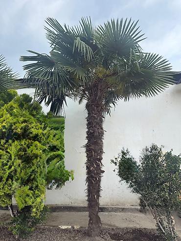 dəniz məhsulları satışı: Palma ağacı Satılır 3 ededdir hündürlük 2 si 4 metr 1i 5 metr — 1