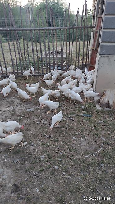 Продам с/х животных: Продаю | Куры | Хай-Лайн Соня Грей | На забой — 2