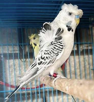 Tutuquşları: Yaponic cütü 70 azn — 17