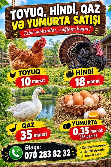 turac qusu qiyməti: Təbii kənd məhsulları: toyuq, hinduşqa, qaz və yumurta satışı — 2