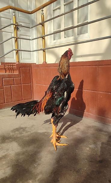 kutum balığı qiymeti: Heyratı Xoruz Chu Şhamo Və Toyuqu.1 İllikdilər. Tam Sağlam — 3