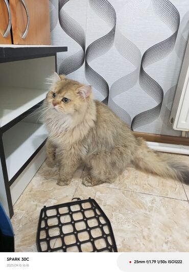 Akvarium aksessuar və ləvazimatları: Qızıl şinşilla, Yaxşı əllərə