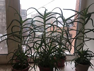 Алоэ: АЛОЭ Древовидные ("Столетники"). Возраст: от 3 лет и больше — 3