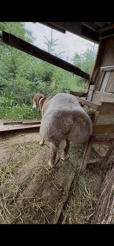 бойня скота: Продаю | Баран (самец) | Арашан | Для разведения | Племенные — 3