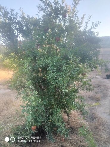 Ağaclar: Satıram . Nar ağacı kemsirin ve birde üzüm ağacı hər ikisi torpaq da — 8
