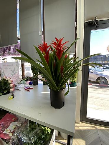 Гузмания (Guzmania) в горшке - Эффектное комнатное растение из