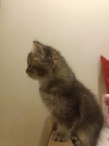 Pişiklər: Britan — 5