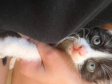 милые котята: Кошка даром: Бомбейская, 2 месяца, Девочка, Метис, Приучена к лотку — 8