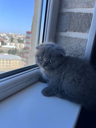 benqal pişiy cutləşməsi: Şotland, Erkək, Ünvandan götürmə — 4