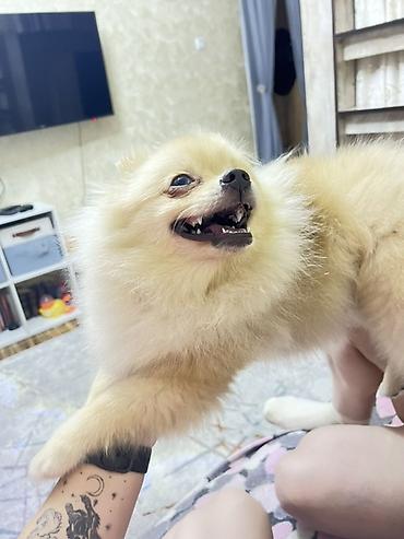 хамелеон купить: 🐶 Продаётся кремовый шпиц с гетерохромией Очаровательный кремовый — 4