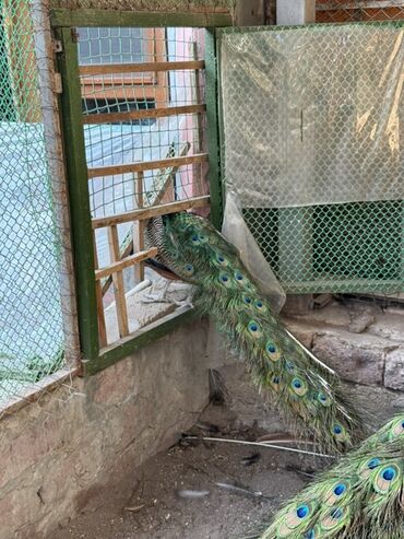 Tovuz quşları: SATILIR‼️ Gəncə ş. Göy rəngli tovuz quşları mövcuddur. Bu quşlar öz — 2
