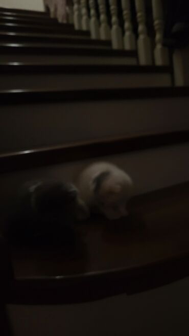 Pişiklər: Şotland yastı qulaq — 3