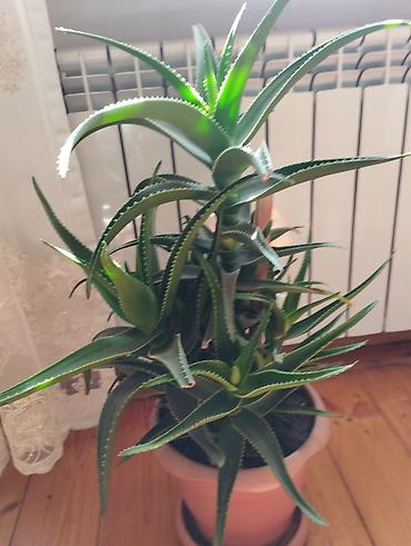 Otaq bitkiləri: Aloe vera (sukulent) – dekorativ otaq bitkisi - Növ: Aloe (aloe vera — 3
