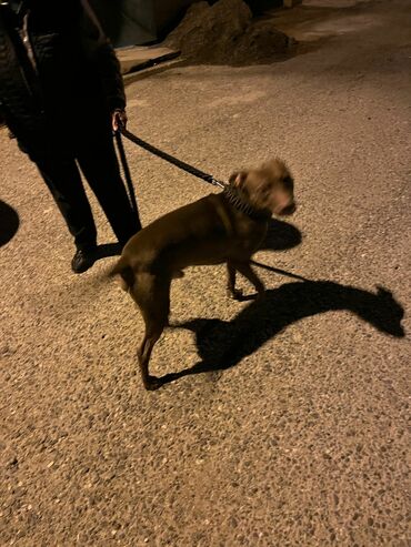 отдам в добрые руки собаку: Pitbul