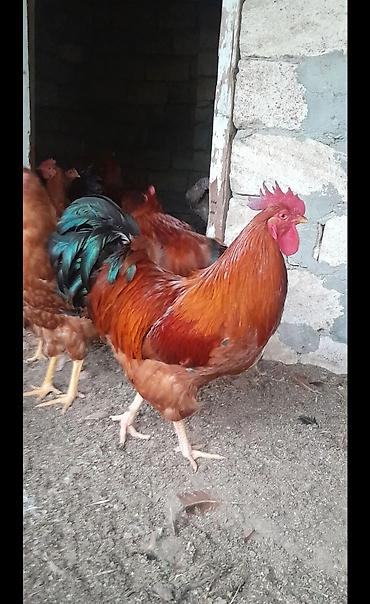 İri cins xoruz hamşira sortudu - Rəng: tünd qırmızı-qonur bədən