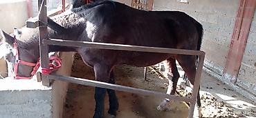 Лошади, кони: Продаю | Кобыла (самка) | На забой, Для разведения — 6