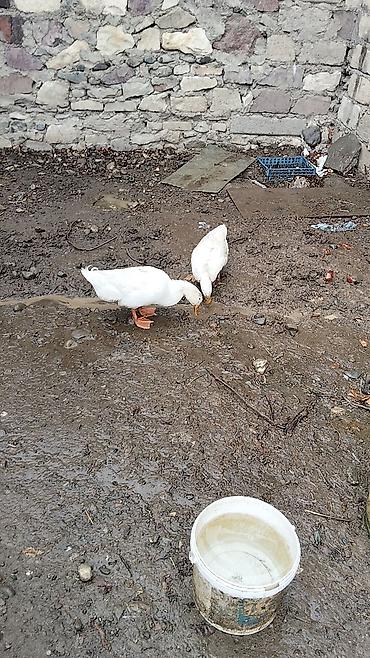 pekin ördeği: Dişi, Damazlıq, Ünvandan götürmə — 4