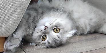 Pişiklər: Britan — 11