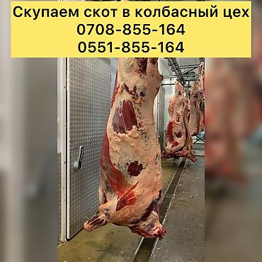 мяса оптом: Частное лицо, Колбасный цех : Коровы, быки, Лошади, кони, | Круглосуточно, Любое состояние, Забитый — 2