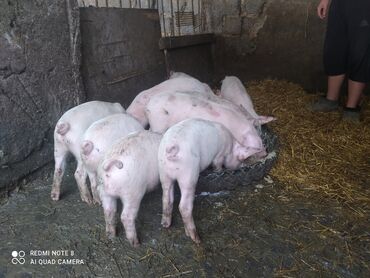 вьетнамские свиньи: Продаю | | Крупная белая, Ландрас | Для разведения | Племенные